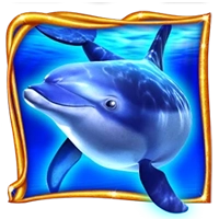 cash-connection-dolphins-pearl-HS1